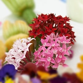 繁星花 繁星花