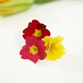 報春花 報春花