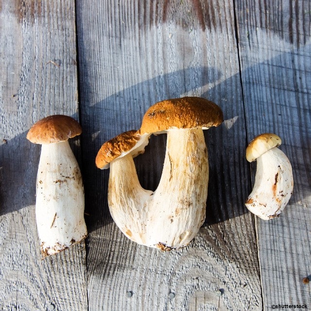 天賜之物─牛肝菌菇