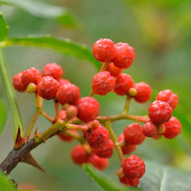 美食家蔡名雄談川菜(三) 必備食材