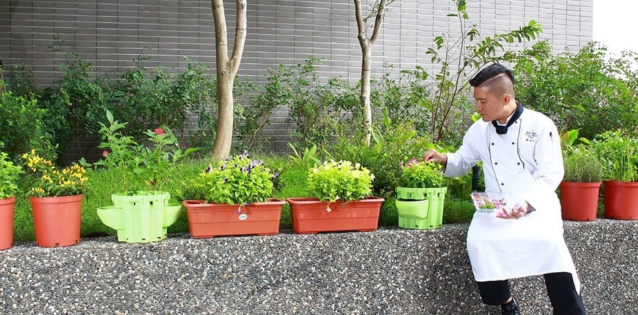 食用花也能用在中菜擺盤？食用花種類、種植、擺盤技巧