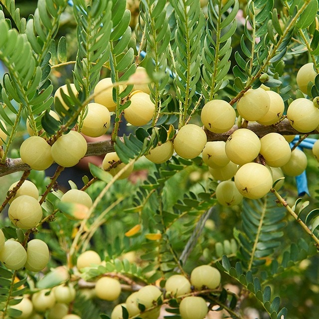 酸甘生津的綠鑽石：油甘子