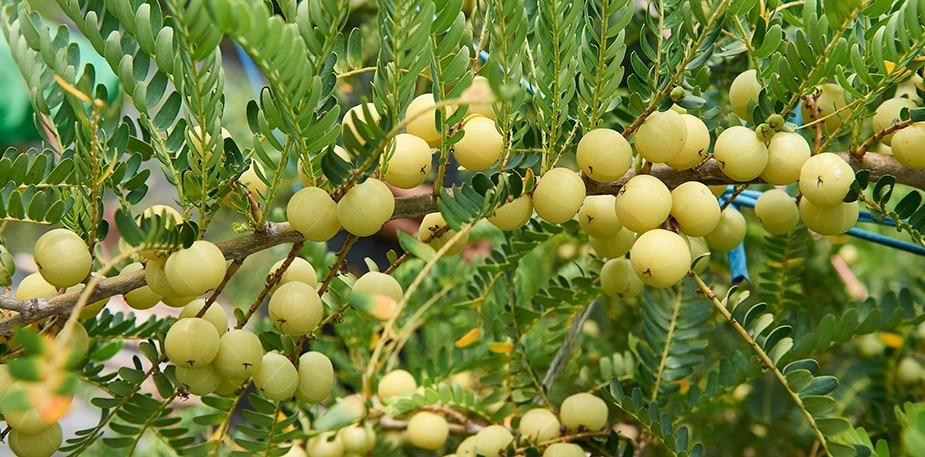 酸甘生津的綠鑽石：油甘子