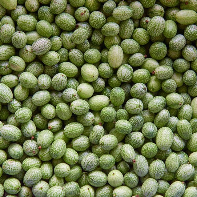 迷你餐桌新寵兒：拇指西瓜