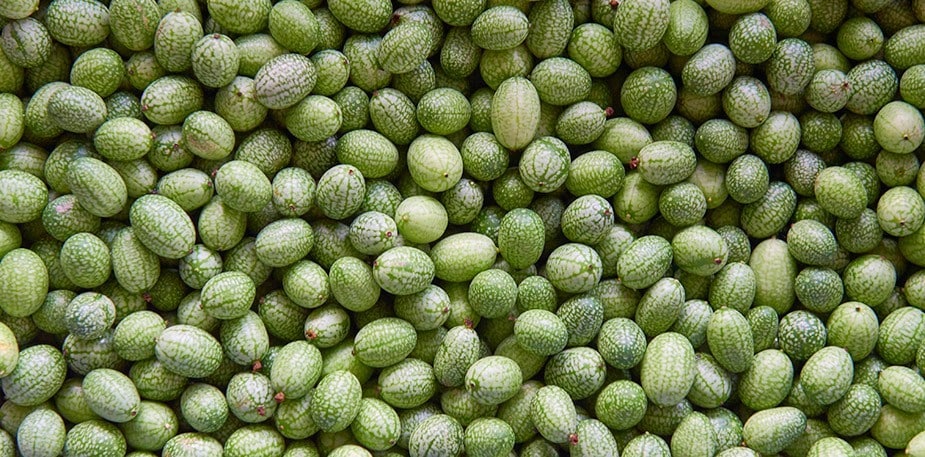 迷你餐桌新寵兒：拇指西瓜