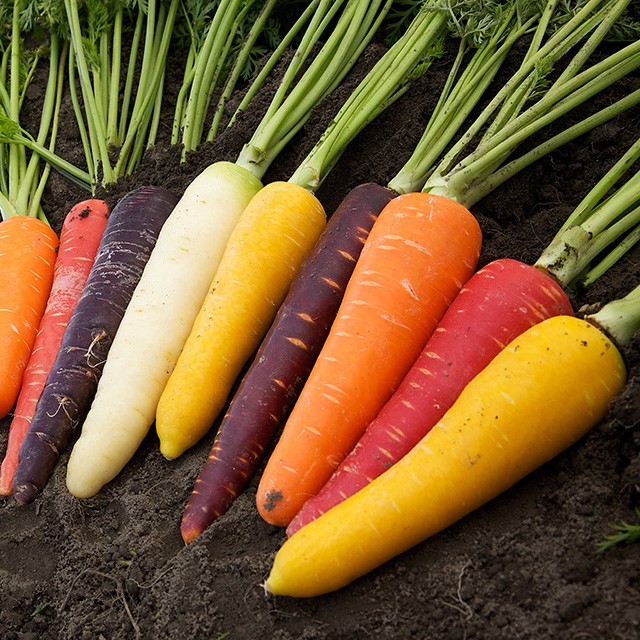 翠綠平原的五光十色：彩色蘿蔔