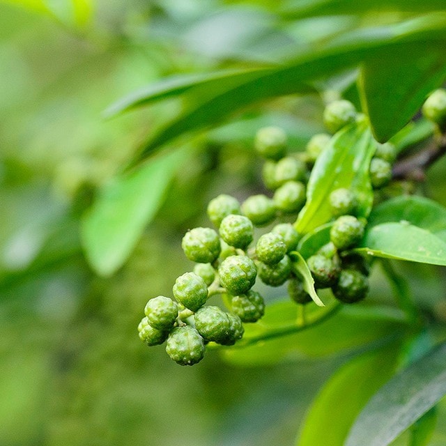 四川好食材-藤椒，善用4種藤椒油用法與料理示範提升爽麻風味