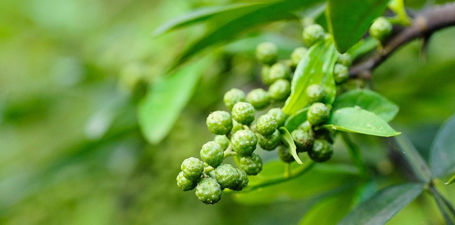 四川好食材-藤椒，善用4種藤椒油用法與料理示範提升爽麻風味