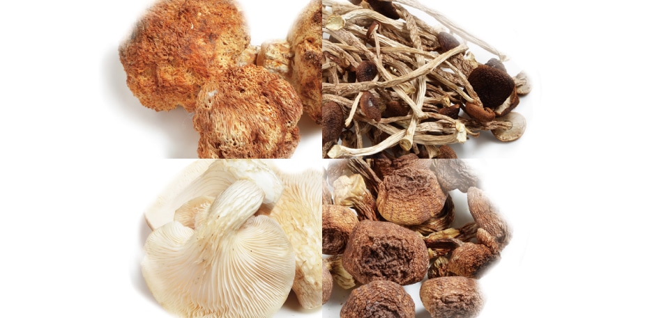 認識各菇菌  煮法食療功效大不同