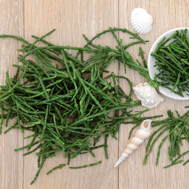 海洋蔬菜新貴族　海蘆筍