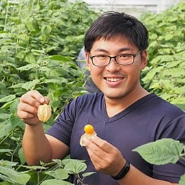 燈籠果 燈籠果