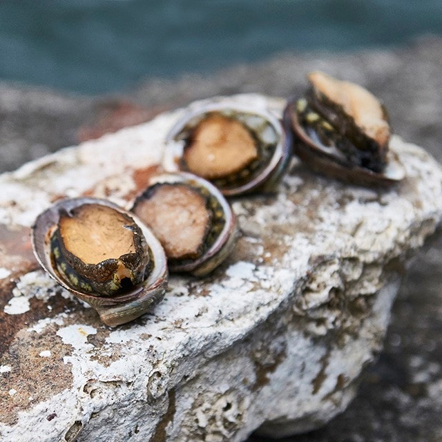 高級餐廳御用食材　九孔鮑