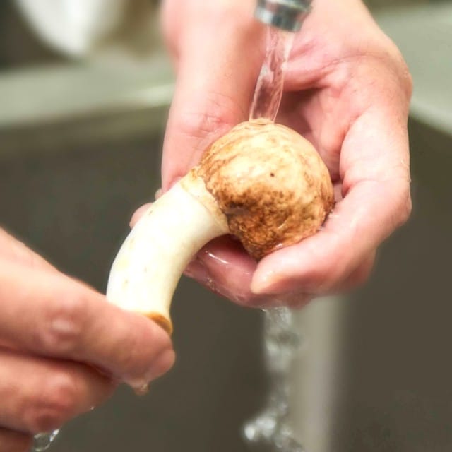 認識風靡日本、台灣的巴西蘑菇